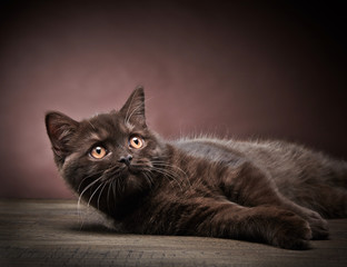 Fototapeta premium brown british short hair kitten, 3 month old
