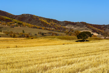 Fototapeta na wymiar wheat land