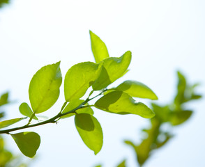 Kaffir lime leaf