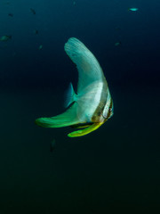 Longfin Batfish (juvanile) - Platax teira