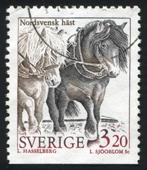 North sweden horse