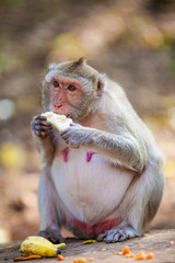 monkey