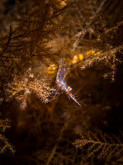Black Coral Shrimp - Manipontonia psamathe