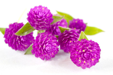 Fototapeta premium Globe amaranth