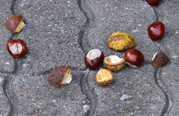 Ripe cracked chestnut on pavement