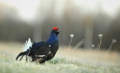 Lekking  black grouse