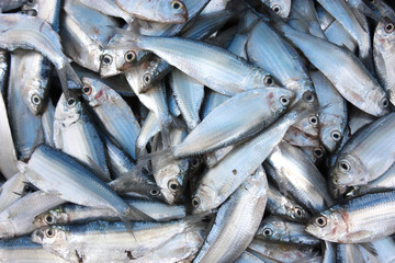 Obraz premium Southeast Asia - fish market