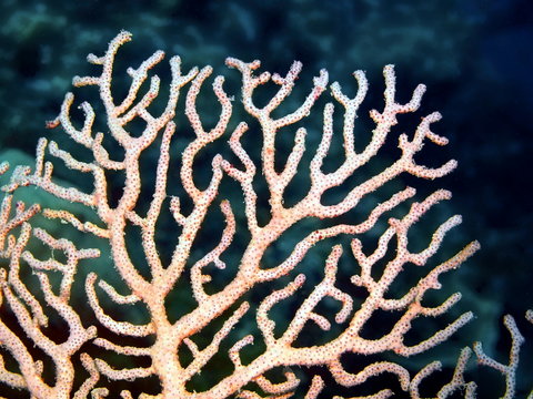 Gorgone coral, island Maktan, Philippine