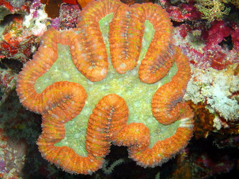 Stone coral, island Maktan, Philippine