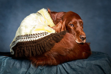 Red irish setter dog