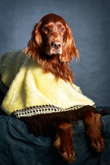 Red irish setter dog