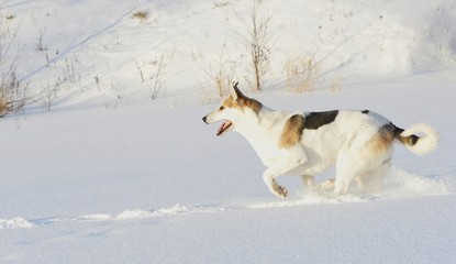 Running Husky