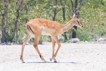 Male black-faced impala (Aepyceros melampus petersi)