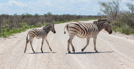 Fototapeta na wymiar Burchells Zebra (Equus Burchelli) przejście z młodej Roa żwiru