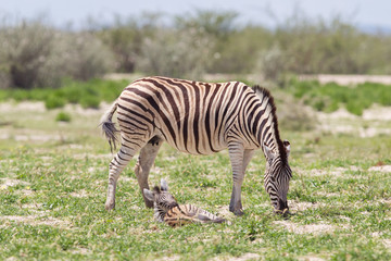 Burchells zebra (Equus Burchelli) with young