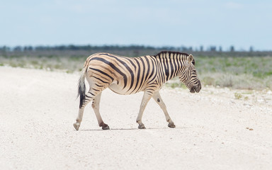 Fototapeta na wymiar Burchells Zebra (Equus Burchelli) przejście droga żwirowa