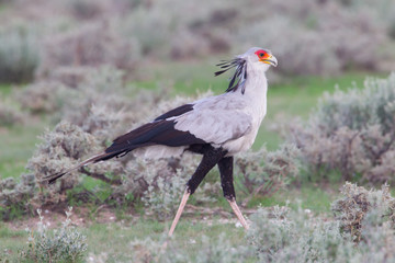 Obraz premium Secretary Bird, Sagittarius serpentarius in grass