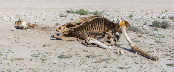 Fototapeta na wymiar Zabity żyrafa