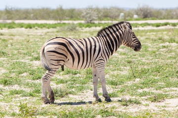 Naklejka premium Burchells zebra (Equus Burchelli)
