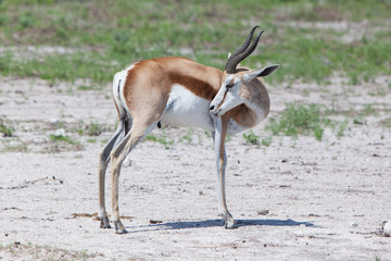 Springbok antelope (Antidorcas marsupialis)