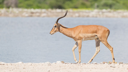 Male black-faced impala (Aepyceros melampus petersi)