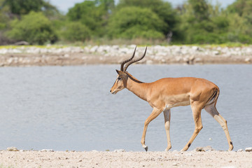 Male black-faced impala (Aepyceros melampus petersi)