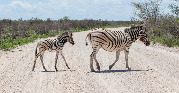Fototapeta Burchells zebra (Equus Burchelli) with young crossing gravel roa