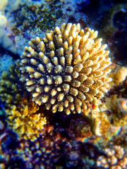 cool underwater flower