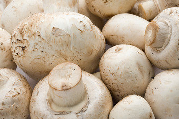 Champignon mushrooms