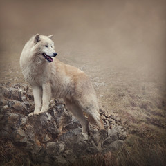 White wolf at the night