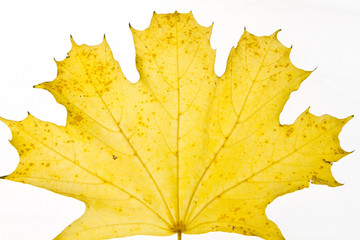 yellow maple leaf