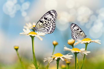 Blumenwiese mit Schmetterlingen