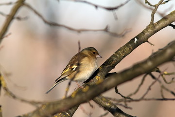 female common chaffinch