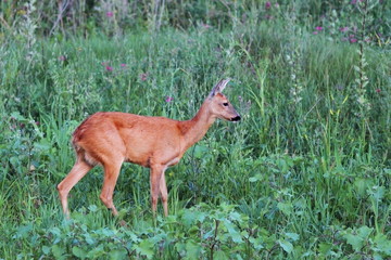 female roe deer in the green field