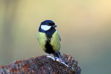 great tit on a stump with seeds