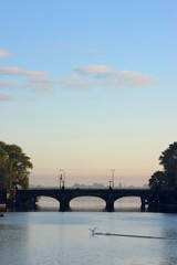 Naklejka premium hamburg alster landender schwan