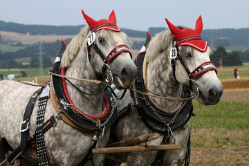 Percheron-Gespann