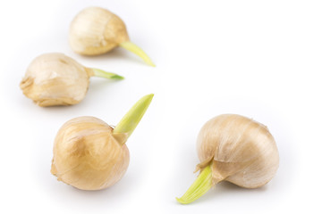 発芽したにんにく