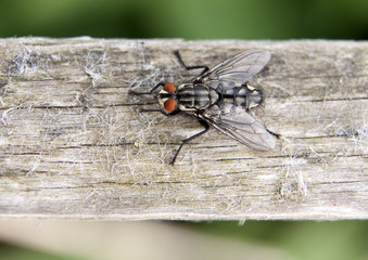 Macro photo of a fly insect.