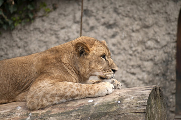 Naklejka premium Young lion in the zoo.