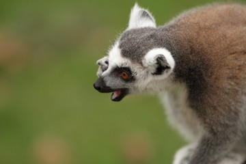 Ring Tailed Lemur