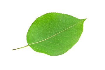 Green leaf - 60386150