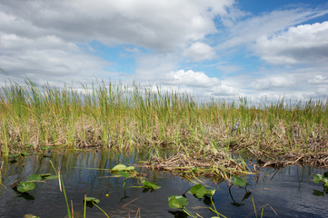 Everglades - Florida