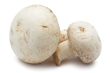 Champignon mushrooms