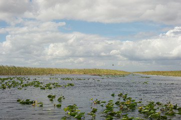 Everglades - Florida