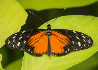 Orange, black and white butterfly