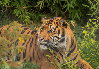 Sumatran tiger