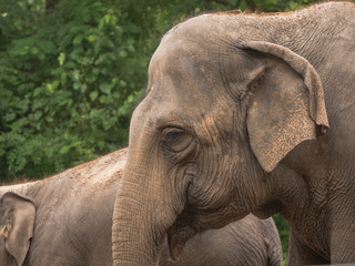 Mature Asian elephant