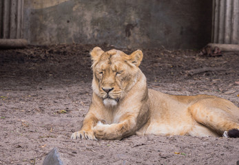 Female lion