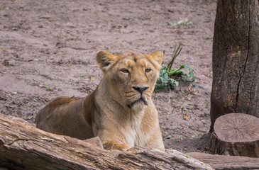 Fototapeta na wymiar Kobieta lew